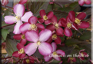 Clematis photograph