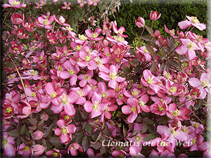 Clematis photograph