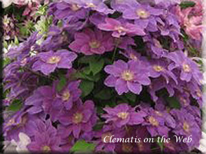 Clematis photograph