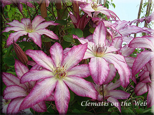 Clematis photograph