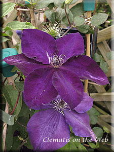 Clematis photograph