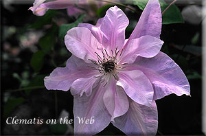 Clematis photograph