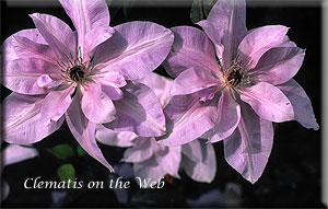 Clematis photograph