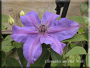 Clematis photograph