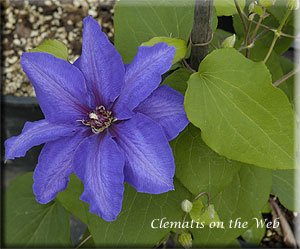 Clematis photograph