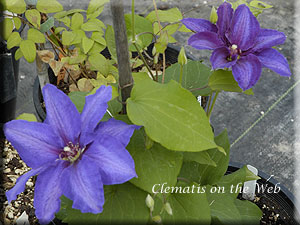 Clematis photograph