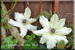 Clematis photograph