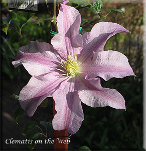 Clematis photograph