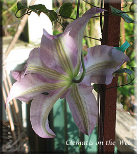 Clematis photograph