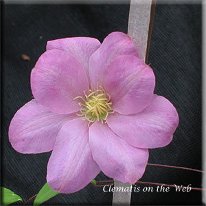 Clematis photograph