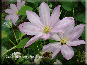 Clematis photograph