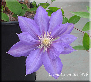 Clematis photograph