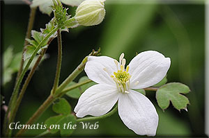 Clematis photograph