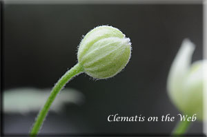 Clematis photograph