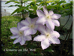 Clematis photograph