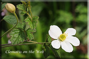 Clematis photograph