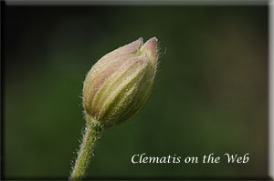 Clematis photograph