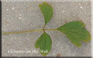 Clematis photograph