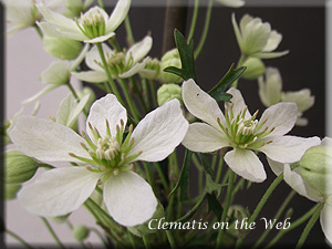 Clematis photograph