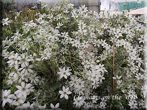 Clematis photograph