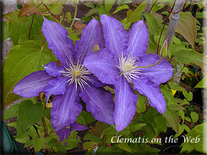 Clematis photograph