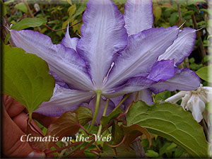 Clematis photograph