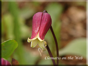 Clematis photograph