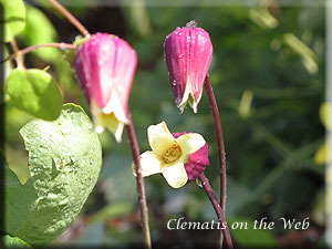 Clematis photograph