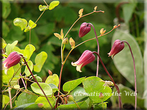 Clematis photograph