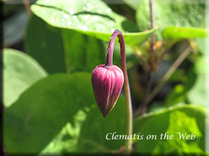 Clematis photograph