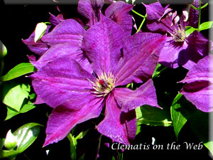 Clematis photograph