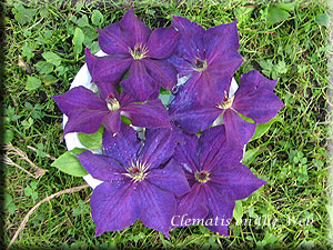 Clematis photograph