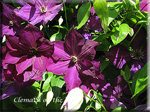 Clematis photograph