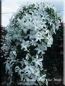 Clematis photograph