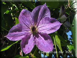 Clematis photograph