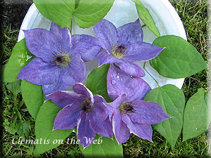 Clematis photograph