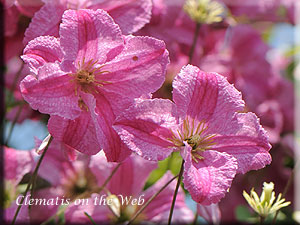 Clematis photograph