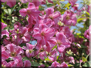 Clematis photograph