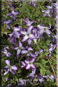 Clematis photograph