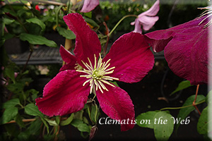 Clematis photograph