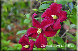 Clematis photograph