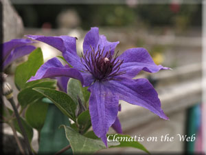 Clematis photograph