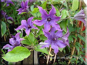 Clematis photograph