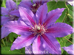 Clematis photograph