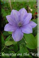 Clematis photograph