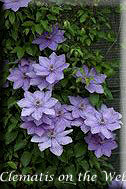 Clematis photograph