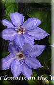 Clematis photograph