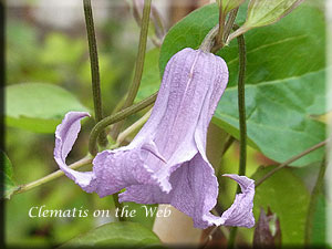 Clematis photograph