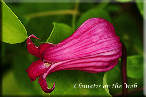 Clematis photograph