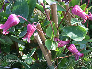 Clematis photograph